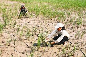 受氣候變暖所影響，乾旱導致農作物 收成降減20%至30%。（圖源：互聯網）