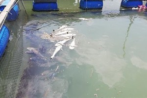 浮在養殖塘水面上的死魚。（圖源：越通社）