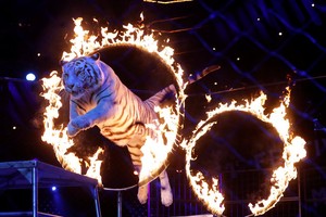 （示意圖源：互聯網）