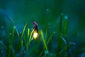 （示意圖源：互聯網）