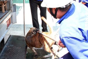 一頭流浪狗被捕狗隊抓捕。（圖源：維陳）