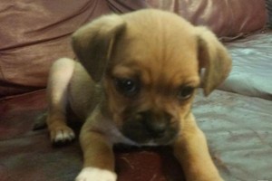 （示意圖源：互聯網）