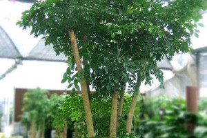 （示意圖源：互聯網）