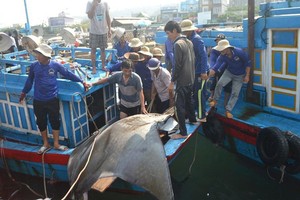 漁民們將捕捉到的巨型鰩魚拖上岸。（圖源：勞動報）