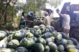 廣義省農民晚造西瓜豐收，獲高盈利。（圖源：T. Trực）