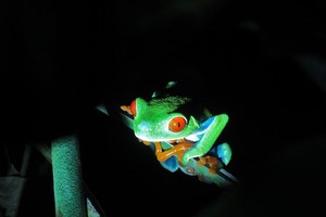 哥斯達黎加的一種青蛙。（圖源：聯合國）