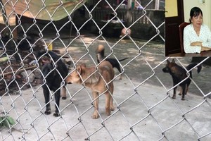 咬死人的犬群（大圖）與被起訴的犬主黎氏安（小圖）。（圖源：海寧）