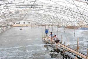 圖為茶榮省某草蝦養殖場一瞥。（示意圖源：互聯網）