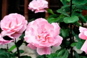 （示意圖源：互聯網）