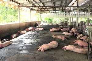 非洲豬瘟蔓延至西區 7 省市。圖為遭遇非洲豬瘟虐待的後江省某一養豬場。（圖源：雙英）