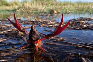 本市加緊檢查小龍蝦入境工作。（示意圖源：互聯網）