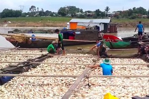 5月16日羅芽河上的網箱養魚戶遭受嚴重損失，圖為某一網箱的死魚屍浮滿水面。（圖源：芳兒）