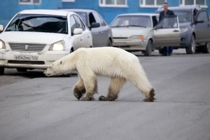 俄羅斯諾里爾斯克市街頭，一頭北極熊正在過馬路。（圖源：互聯網）