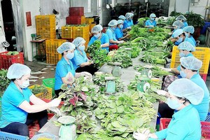 本市一農業合作社。（圖源：高昇）