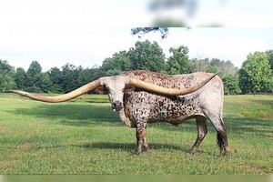 蓬喬的長角打破健力士紀錄。（圖源：互聯網）