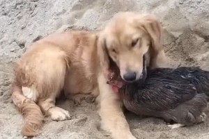 （示意圖源：互聯網）