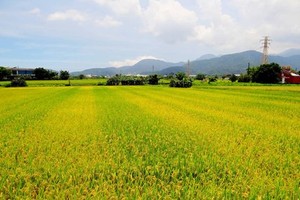 （示意圖源：互聯網）