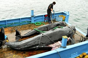 6月30日，日本正式退出國際捕鯨委員會，停止在南極和太平洋北部用於科學目的的捕鯨活動，並將開始在自己的專屬經濟區內進行鯨魚的商業捕撈。（圖源：互聯網）