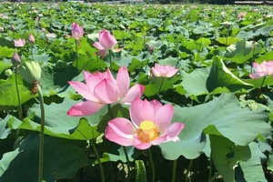 （示意圖源：互聯網） 