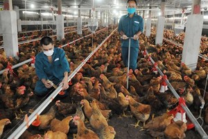 飼養家禽的農場。