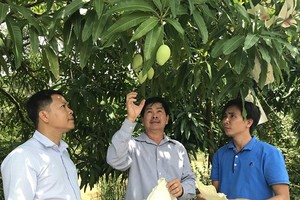 本市各部門代表考察同塔省的水果種植區，進一步連結和安全生產。