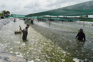 草蝦養殖收穫。（圖源：互聯網）
