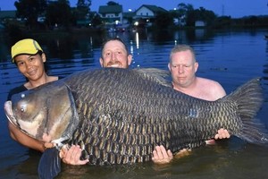 重達105公斤的「鯉魚王」。（圖源：互聯網）
