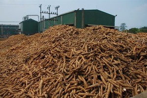 輸往韓國木薯遞增。（示意圖源：互聯網）