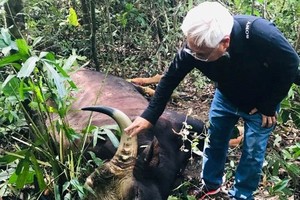 同奈文化天然保護區主任陳文未在測量死亡野牛角長度。（圖源：CTV）
