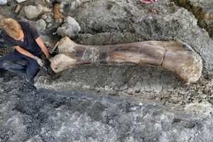 研究人員小心處理該塊巨型恐龍股骨。（圖源：互聯網）