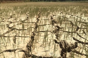 圖為平定省懷恩縣恩性鄉永德村的農田乾涸龜裂。（圖源：越通社）