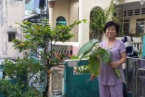 阮氏秋香在陽台種植蔬菜。