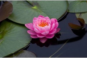 （示意圖源：互聯網）