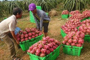 圖為平順省火龍果收穫。（示意圖源：互聯網）