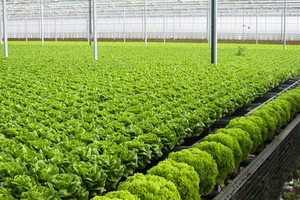 （示意圖源：互聯網）