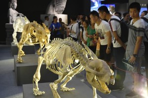 圖為3D打印的古熊貓化石標本吸引民眾駐足參觀。（圖源：互聯網）