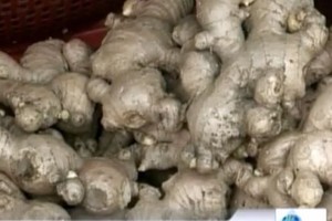 中國生薑充斥市場。（圖源：VTV）