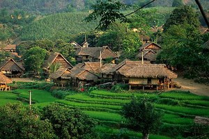 和平省梅珠之美。