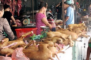 本市勸告民眾不要吃狗肉。（示意圖源：互聯網）