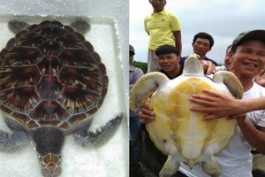 11公斤重的珍稀海龜獲放回大海。（圖源：阮黎）