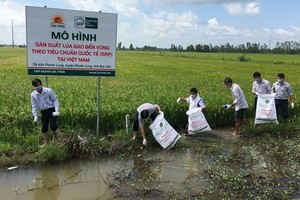 農民在田野上收集農藥廢棄包裝。（圖源：nongnghiep.vn）