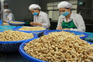 腰果加工一瞥。