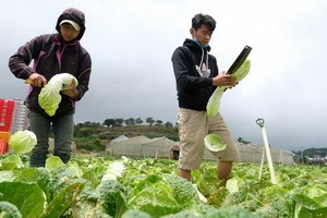 大勒農夫收穫蔬菜。（圖源：梅榮）