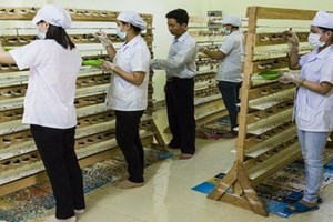 燕窩養殖活動正受到氣候變暖所影響。