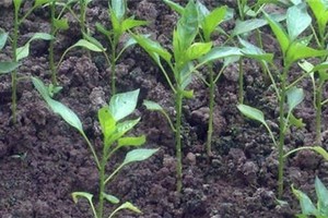 （示意圖源：互聯網）