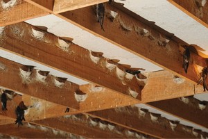 燕子入住燕屋造窩。（圖源：寡沙）