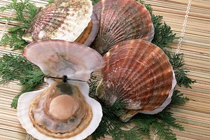 扇貝的功效