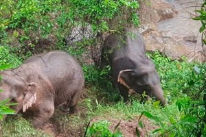 生還大象嘗試走出“地獄深淵”。（圖源：互聯網）