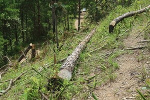許多松樹被鋸斷，橫臥在小丘陵上。（圖源：段堅）