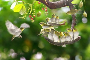 我國攝影師白玉思的《會友》作品。